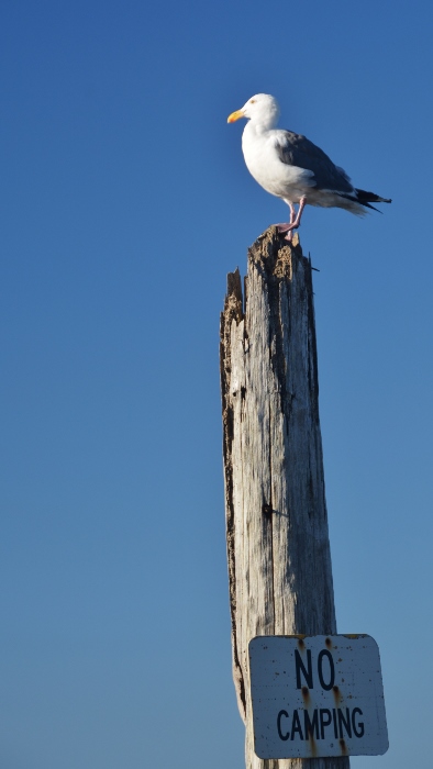 seagull on 'no camping' post